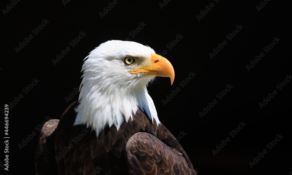Obraz premium american bald eagle on black background
