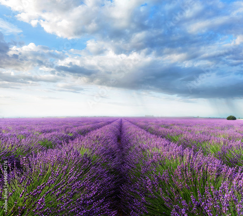 lavender field with cloudy sky