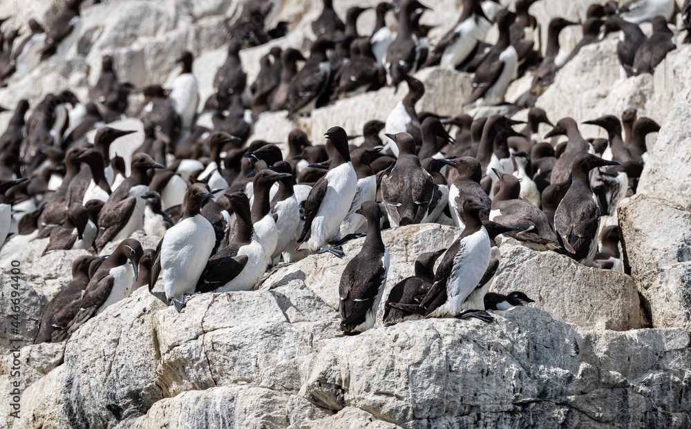 Fototapeta premium Guillemots and Razorbills nesting on the rocks on The Farne Islands, Northumberland, England