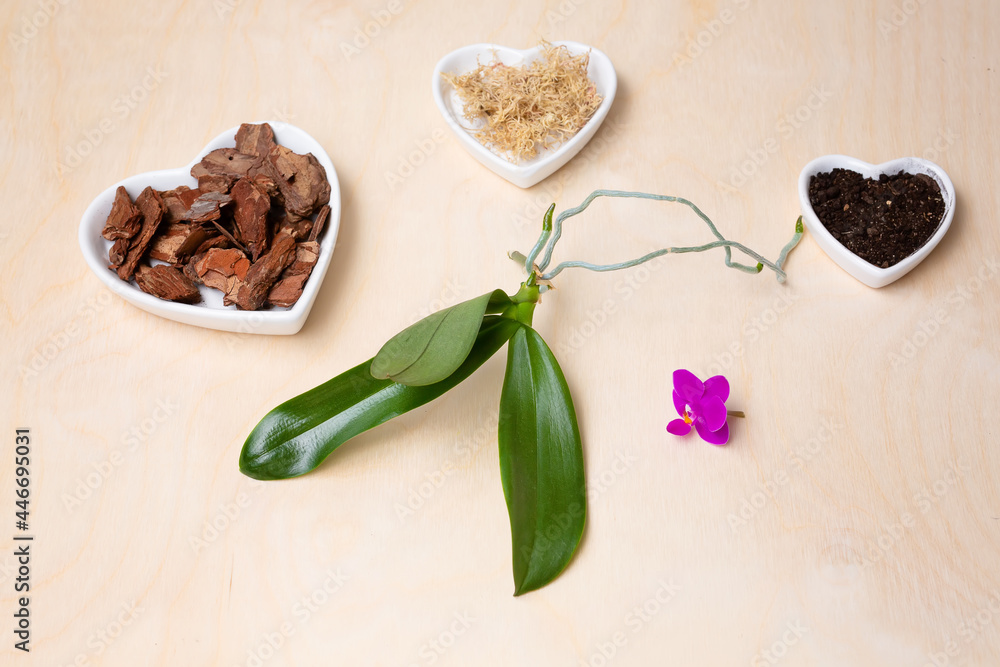 Transplant orchids at home. Planting tools with bark soil, pot and moss. Orchid transplant process. Small young phalaenopsis orchid sprout. Transplant orchids at home. Planting tools with bark soil, pot and moss. Orchid transplant process. Small young phalaenopsis orchid sprout.