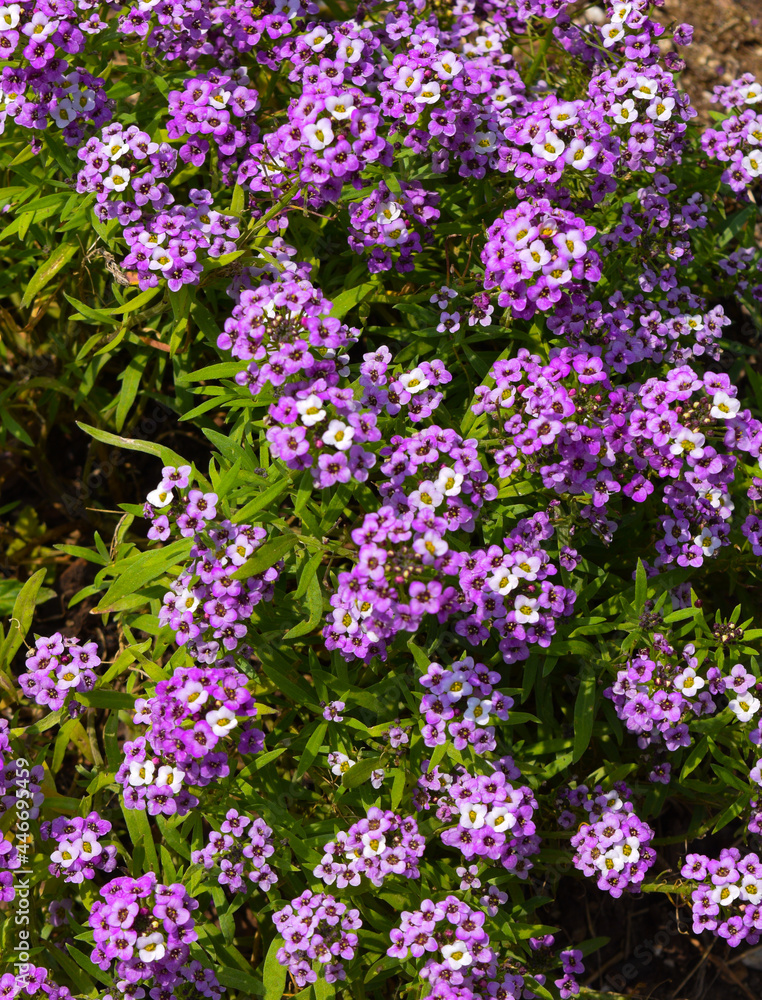 Fototapeta premium Tiny purple flowers in a meadow