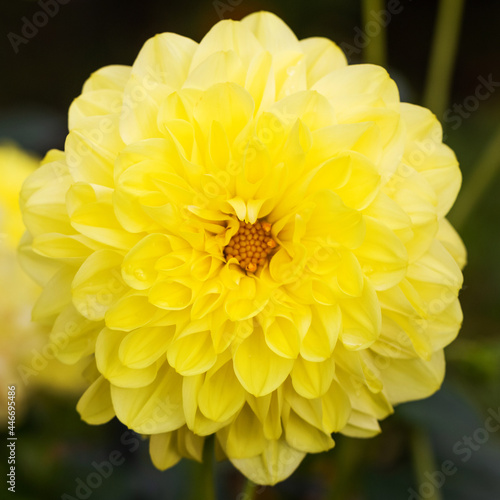 Dahlia flower on black background. Yellow petals close up. Macro round flower. Greeting card  poster. Bright floral photography for design