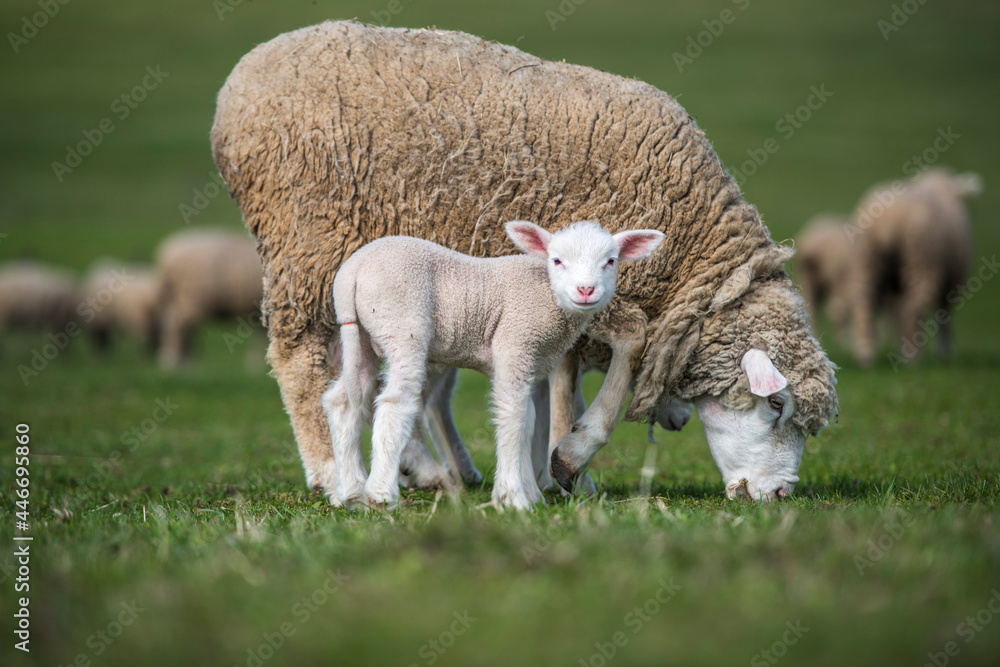 Obraz premium sheep and lamb