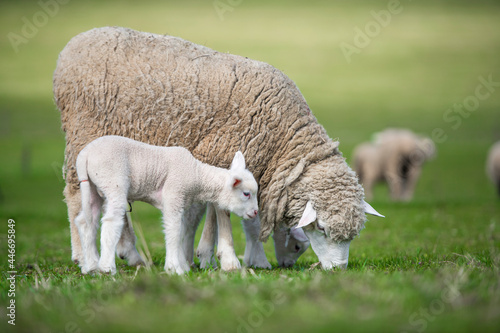 Fototapeta sheep and lamb