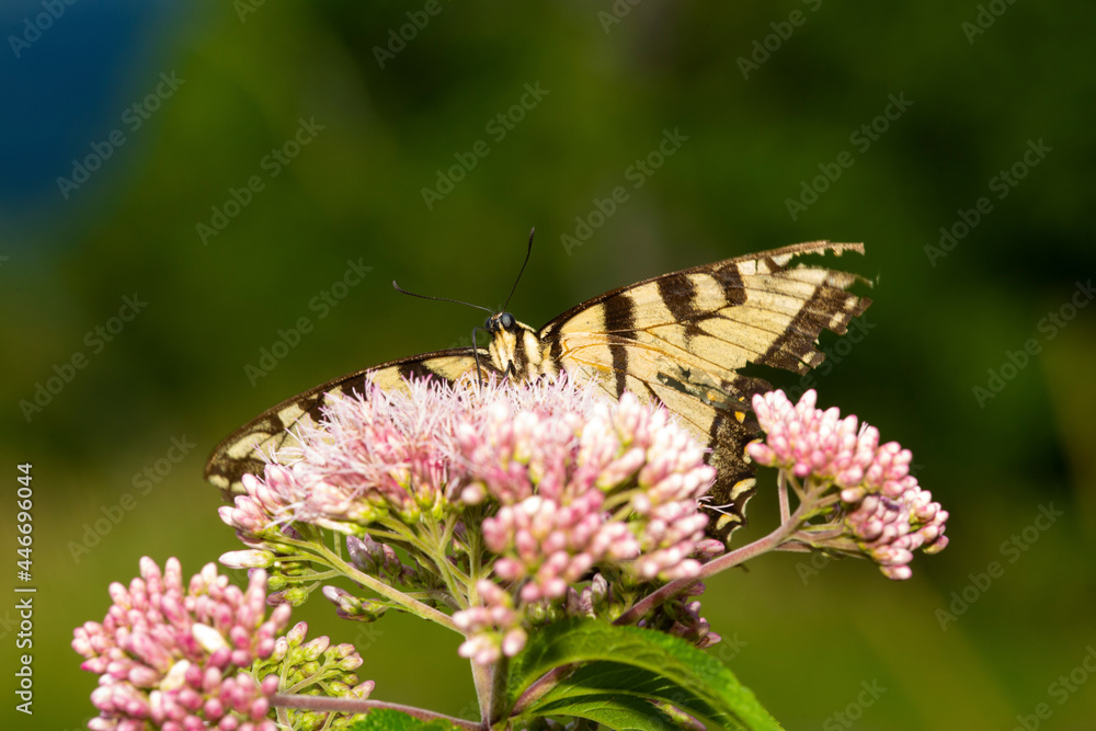 Tiger swallowtail butterfly on Joe Pye Weed in New Hampshire. Tiger swallowtail butterfly on Joe Pye Weed in New Hampshire.