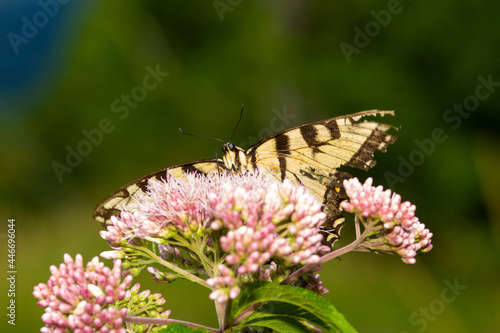 Tiger swallowtail butterfly on Joe Pye Weed in New Hampshire.