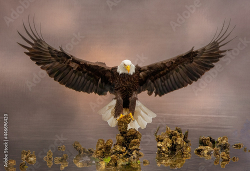 Let Freedom Ring Bald Eagle