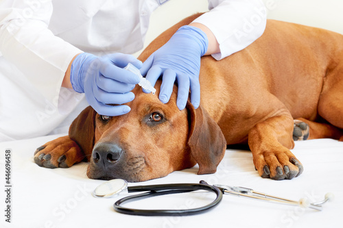 Fototapeta Naklejka Na Ścianę i Meble -  Vet dripping medicinal eye drops into dog's eye in clinic