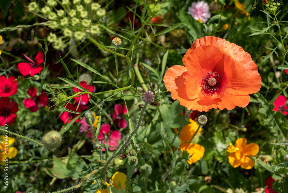 Variety of colourful wild flowers including poppies, growing in the grass in Pinn Meadows conservation area, Eastcote, Hillingdon, in the London suburbs, UK. 