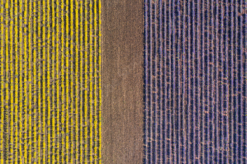 Aerial view of perfect rows of lavender and Helichrysum field, view of the perfect rows of blooming flowers, Puy de dome, France. photo