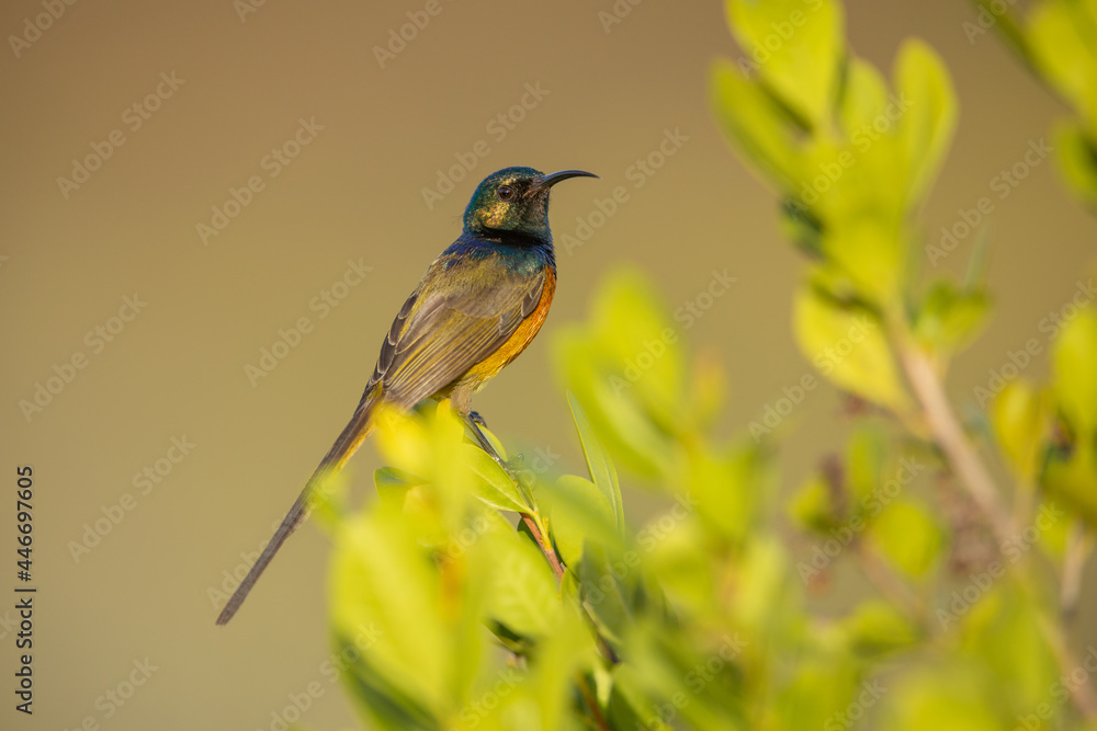 Fototapeta premium Goldbrust-Nektarvogel (Orange-breasted Sunbird)