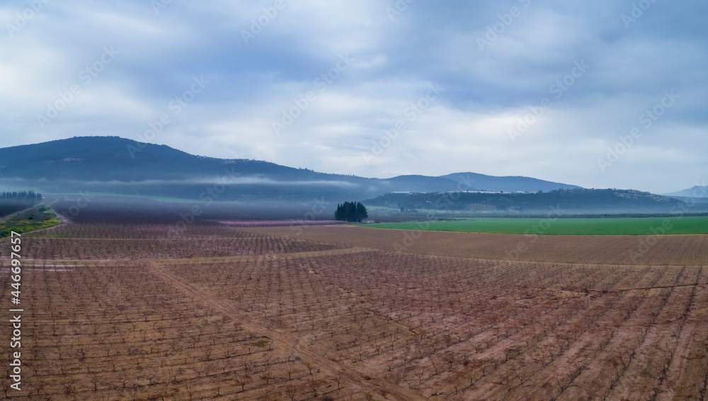 Aerial view of Almond plantation just before sunrise in a foggy atmosphere, Beit HaKerem Valley, Israel.