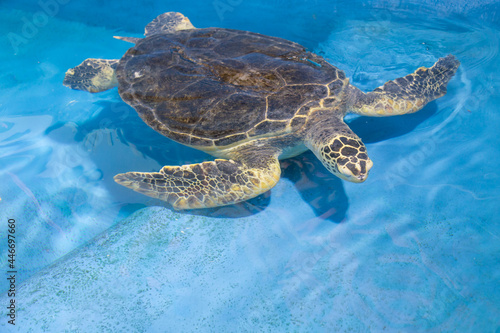 Cute Sea turtle from Sea Aquarium