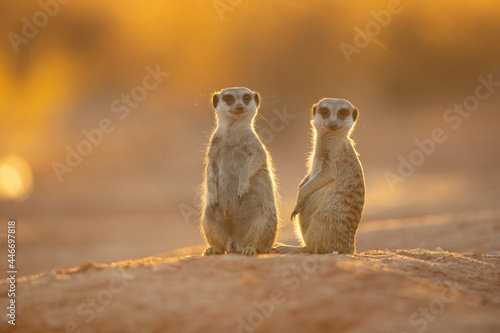 Erdmännchen (meerkat)