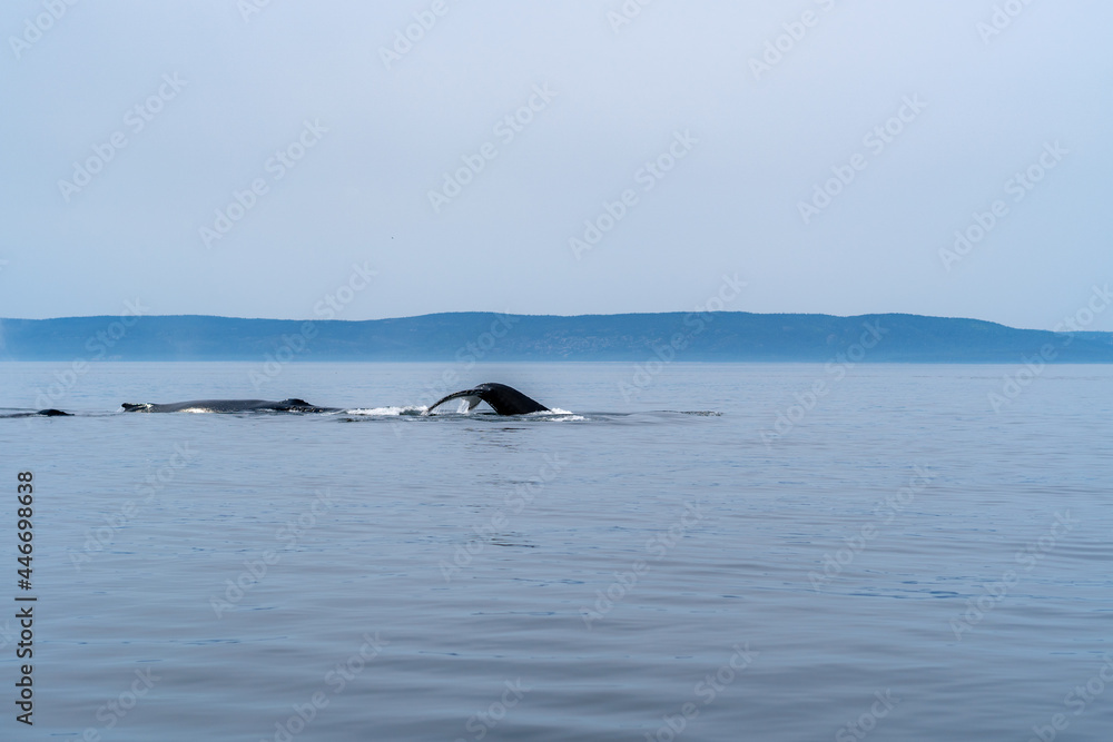 Obraz premium Whale watching in Quebec Canada