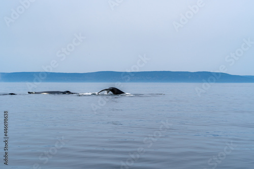 Whale watching in Quebec Canada