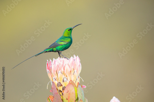 Malachite-Nektarvogel (malachite sunbird)