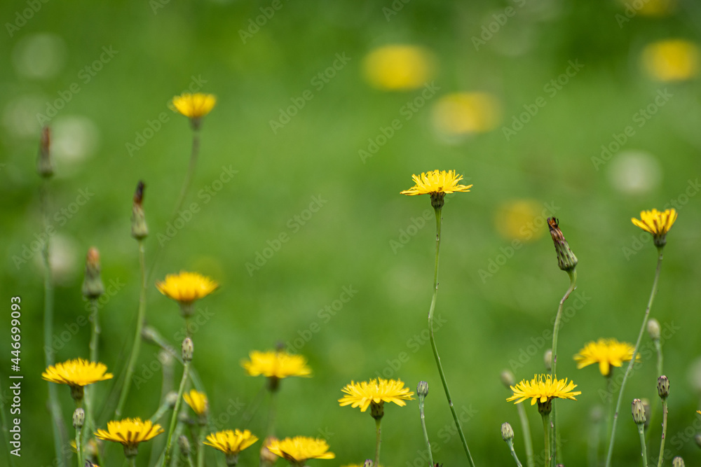 Field of dandelions with grass
