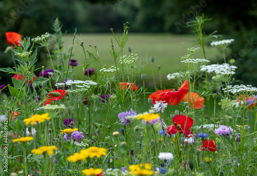 Fototapeta Naklejka Na Ścianę i Meble -  Variety of colourful wild flowers including poppies, cow parsley and cornflowers growing in the grass in Pinn Meadows conservation area, Eastcote, Hillingdon, in the London suburbs, UK. 