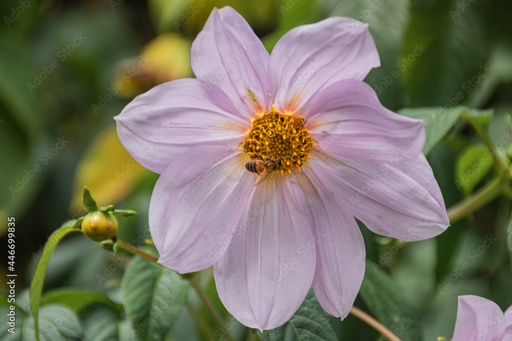 Honey Bees Buzzing On Flower pollination Honey Bees Buzzing On Flower pollination