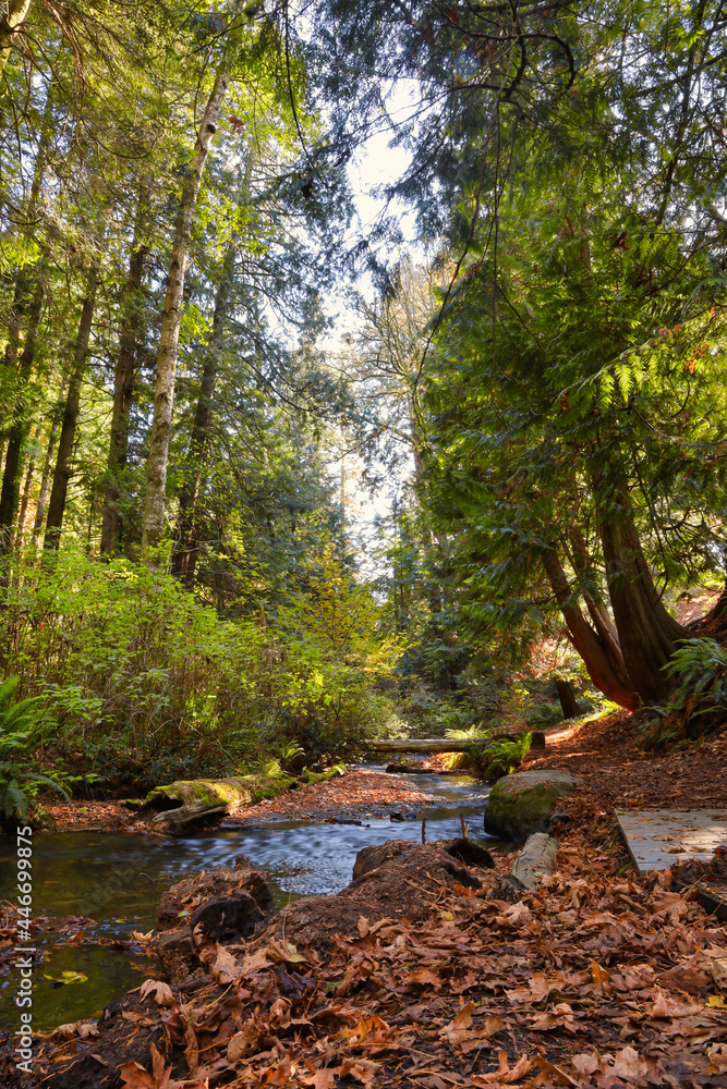 Naklejka premium A creek surrounded by fall leaves and golden green trees. 