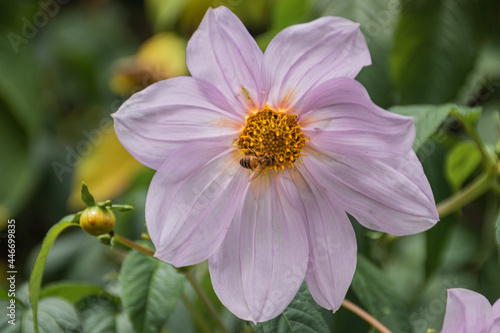 Honey Bees Buzzing On Flower pollination