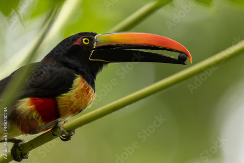 Feuerschnabelarassari (Fiery-billed Aracari) Costa Rica photo