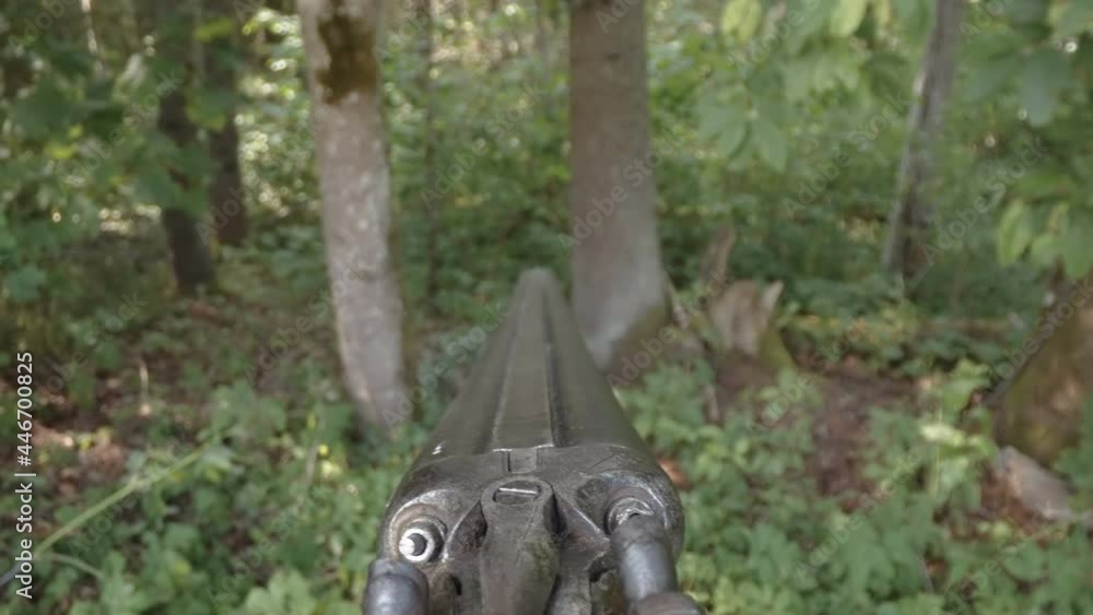 Tree Riffle A hunting rifle going inside the forest with the tall trees around in ...