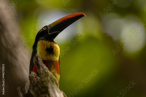 Feuerschnabelarassari (Fiery-billed Aracari) Costa Rica photo