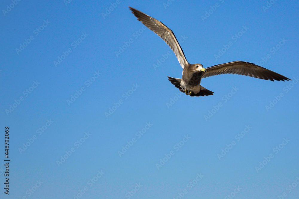 Olrog's gull (Larus Atlanticus) in flight Olrog's gull (Larus Atlanticus) in flight