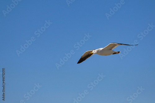 Olrog's gull (Larus Atlanticus) flying in the sky