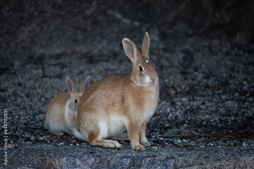 広島県大久野島、警戒する親うさぎ。