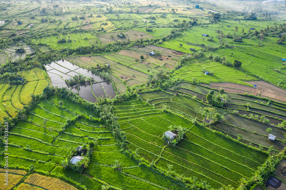 Aerial landscape taken with the Mavic 2 Pro of some green rice paddy fields located on the island of Bali in Indonesia creating beautiful spiderweb style shapes when viewed from the sky.