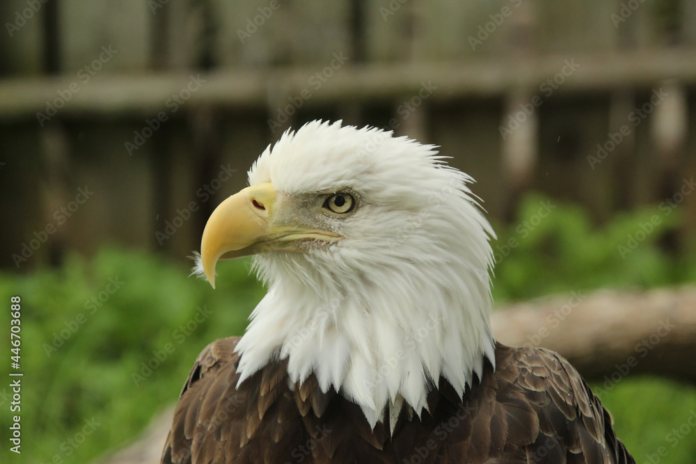 Fototapeta premium Bald Eagle