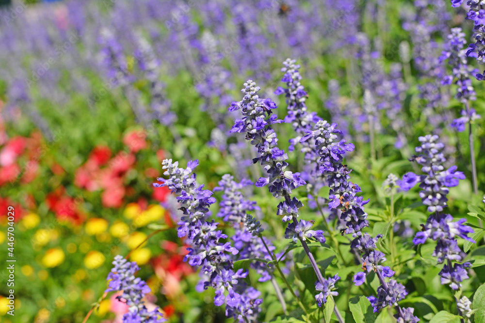 Obraz premium 라벤더꽃