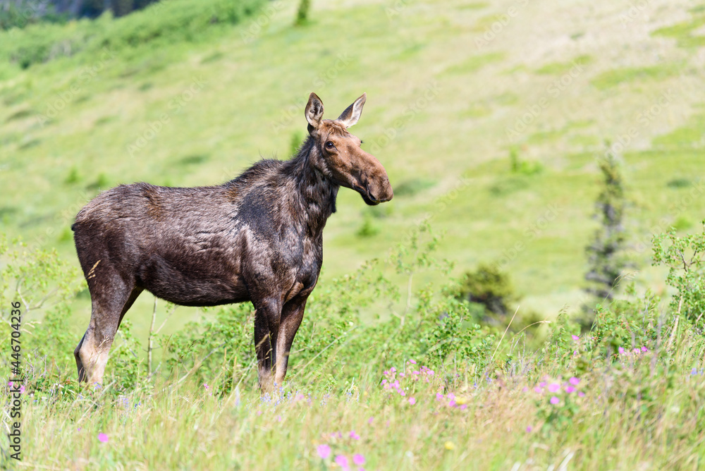 A female moose stands erect in a summer meadow in the Canadian Rockies of Alberta Canada watching into the distance A female moose stands erect in a summer meadow in the Canadian Rockies of Alberta Canada watching into the distance