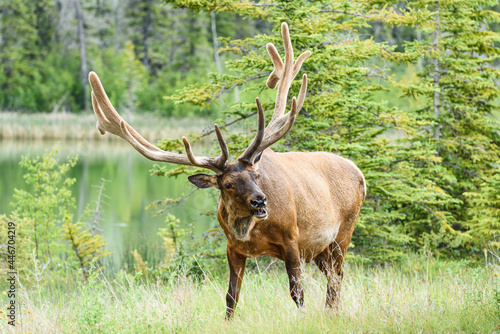 A large bull elk in the Canadian Rockies.  The animal has velvet covering a large rack of antlers.  It is tilting  its head to the side.  