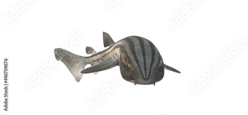 Foto Beautiful cat shark on a white background