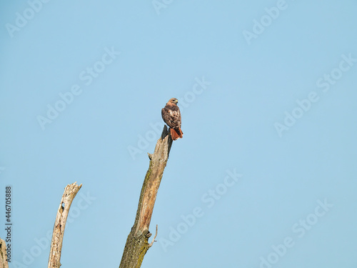 Hawk on a Trunk: A red-tailed hawk bird of prey raptor perched on top of a dead tree trunk with a blue sky background