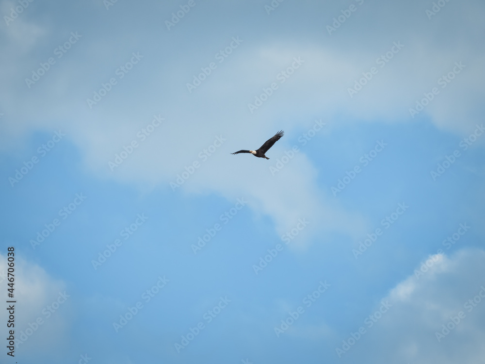 Bald Eagle in Flight: A bald eagle bird of prey raptor in flight with beak open and white clouds against a blue sky