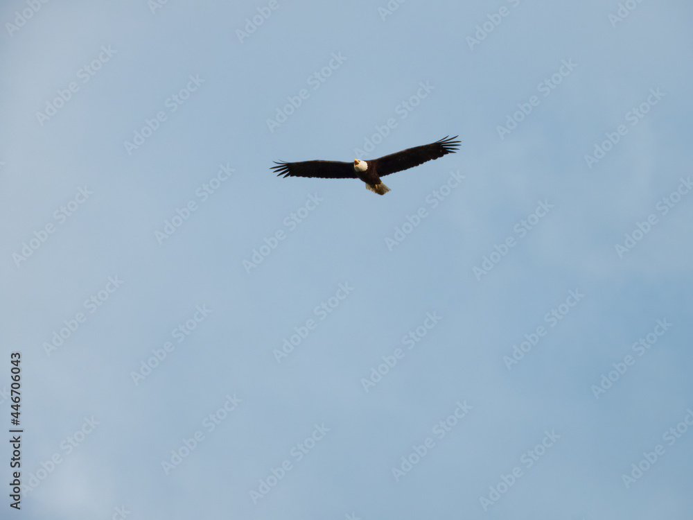 Bald Eagle in Flight: A bald eagle bird of prey raptor in flight with beak open as it vocalizes on a clear summer day with a blue sky in the background