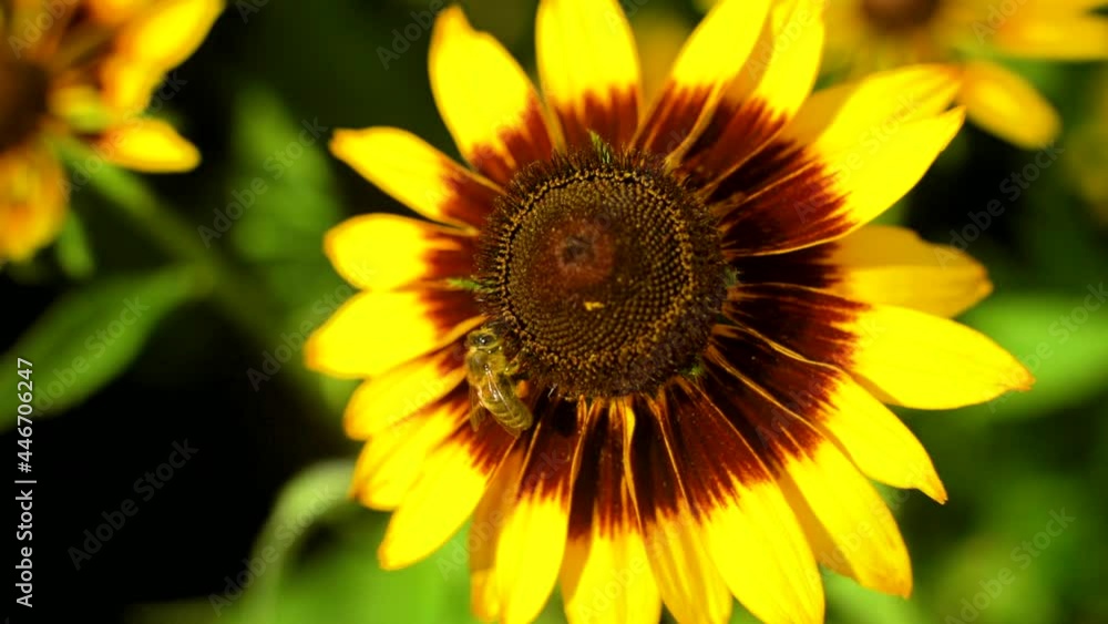 Slow motion macro shot of small hard working bee gathering pollen from yellow rudbeckia flower during sunny summer day in the garden. Slow motion macro shot of small hard working bee gathering pollen from yellow rudbeckia flower during sunny summer day in the garden.