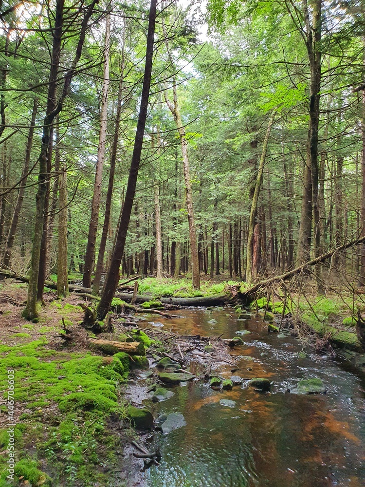 Obraz premium Forest