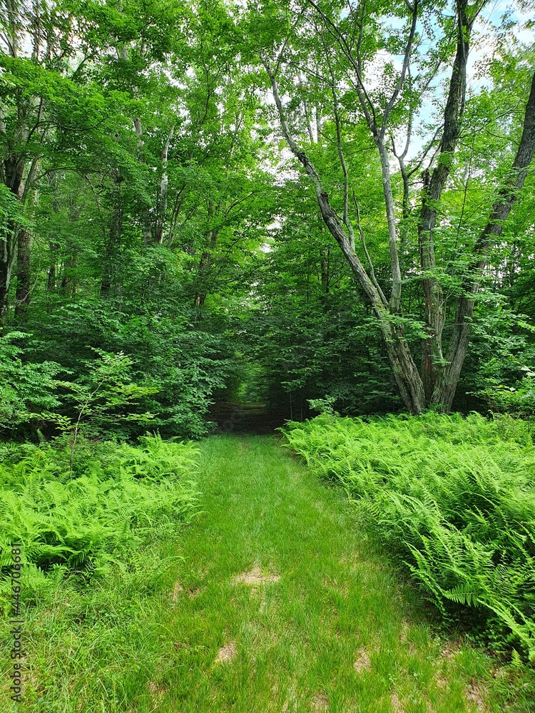 Obraz premium Forest