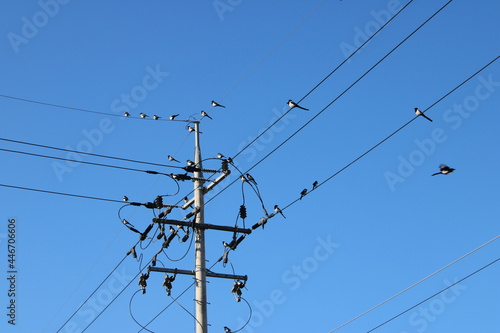 Magpies congregating on telephone poles, against clear blue sky