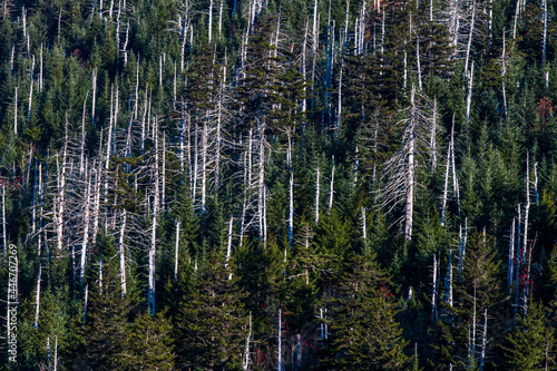 Invasive Hemlock Woolly Adelgid dead trees in the Great Smokey Mountains