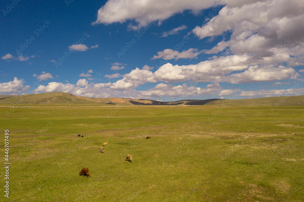Grassland and bulls with blue sky and white clouds. Photo in Bayinbuluke Grassland in Xinjiang, China.