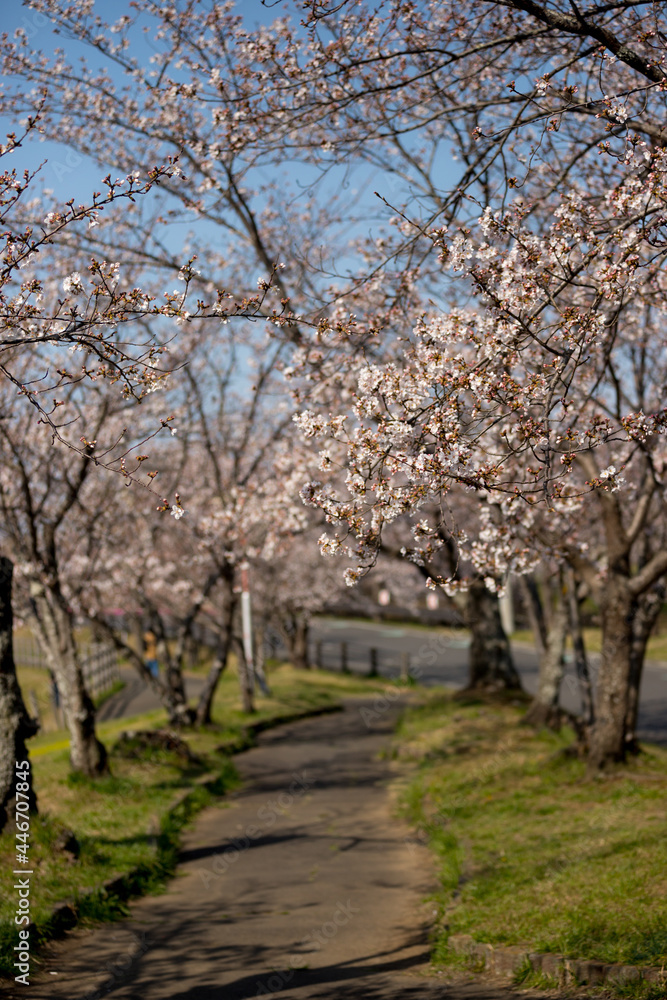 大池公園の桜並木