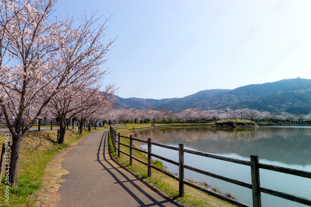 大池公園の桜並木