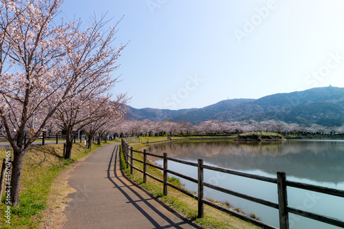 大池公園の桜並木